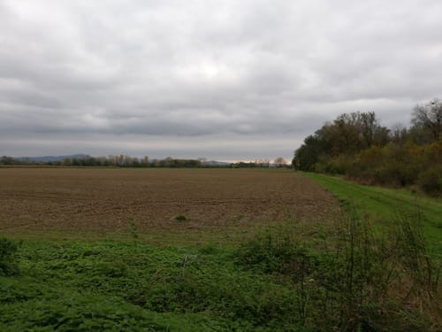 Am Rhein bei Gernsheim