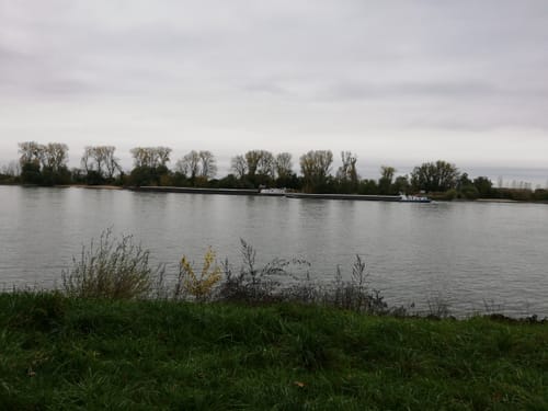 Am Rhein bei Gernsheim