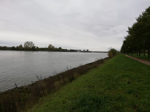 Am Rhein bei Gernsheim