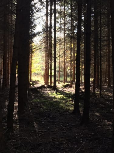 Kirschbaümer/Keltenweg Trails