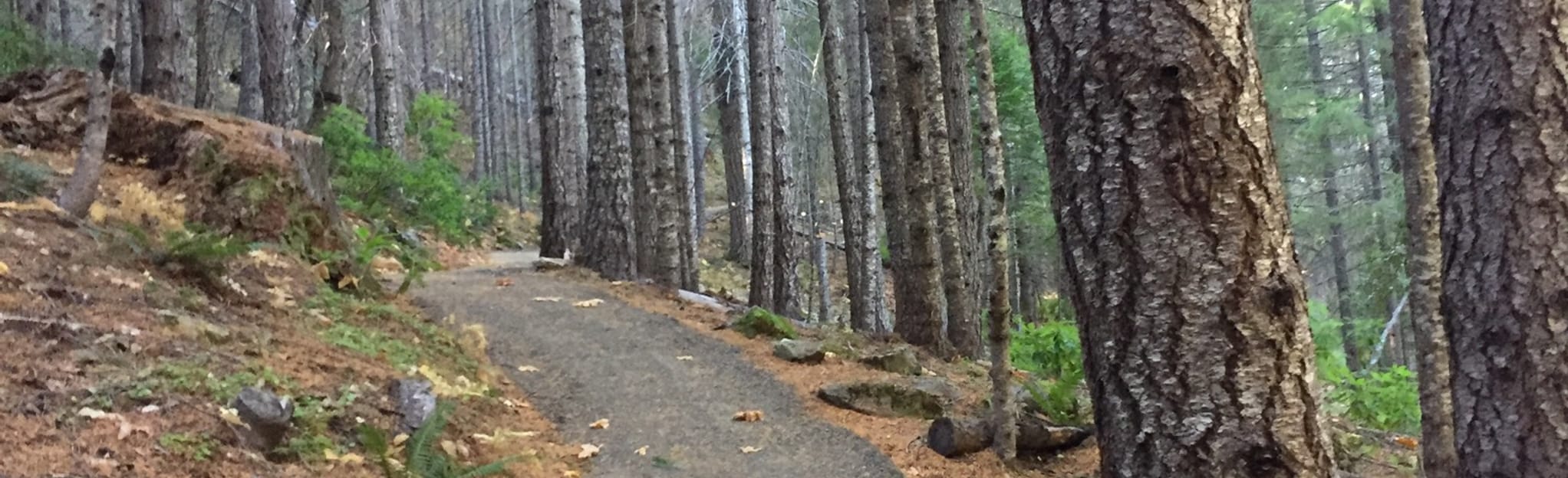 Oregon Caves National Monument Loop 17 Reviews, 65 Photos, Map