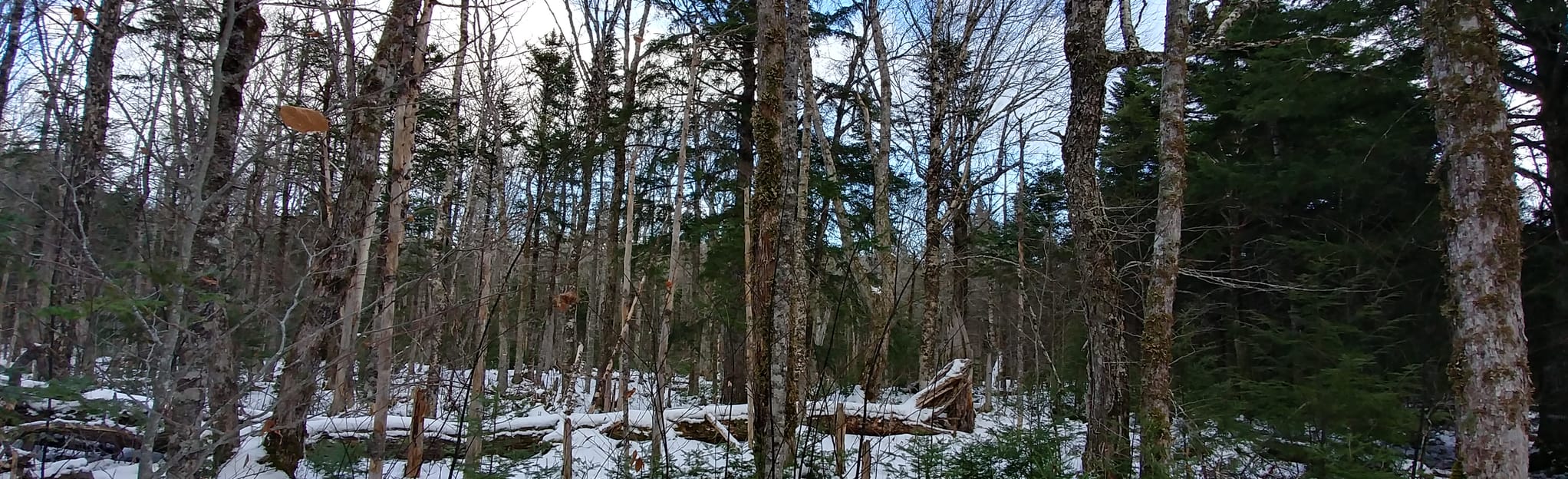 East Bay Hills Trail 62 Reviews, Map Nova Scotia, Canada AllTrails