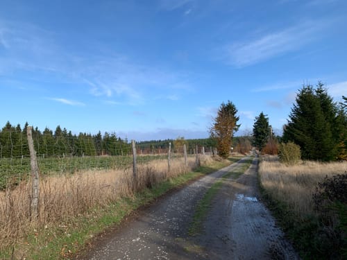 Rothaarsteig Etappe 3: Winterberg - Schanze