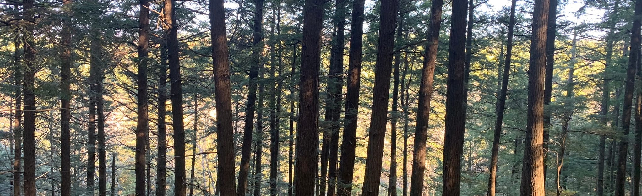 Hemlock, Camp, Pitch Pine Trails Loop, New Hampshire 78 Reviews, Map AllTrails