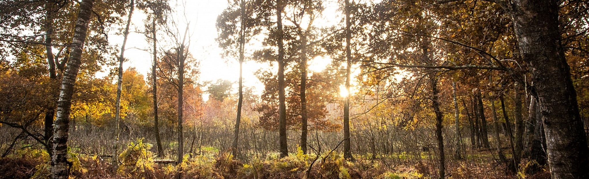 Tönsheider forest route nature reserve 4 Reviews, Map Schleswig