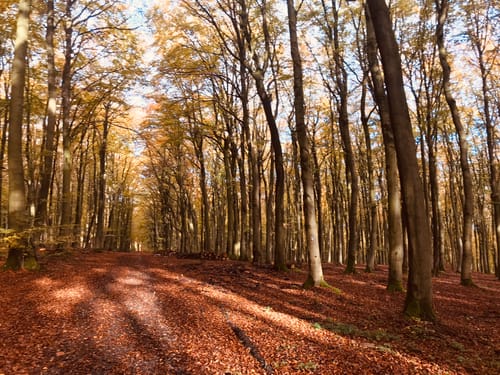 Waldrunde bei Tevenhausen