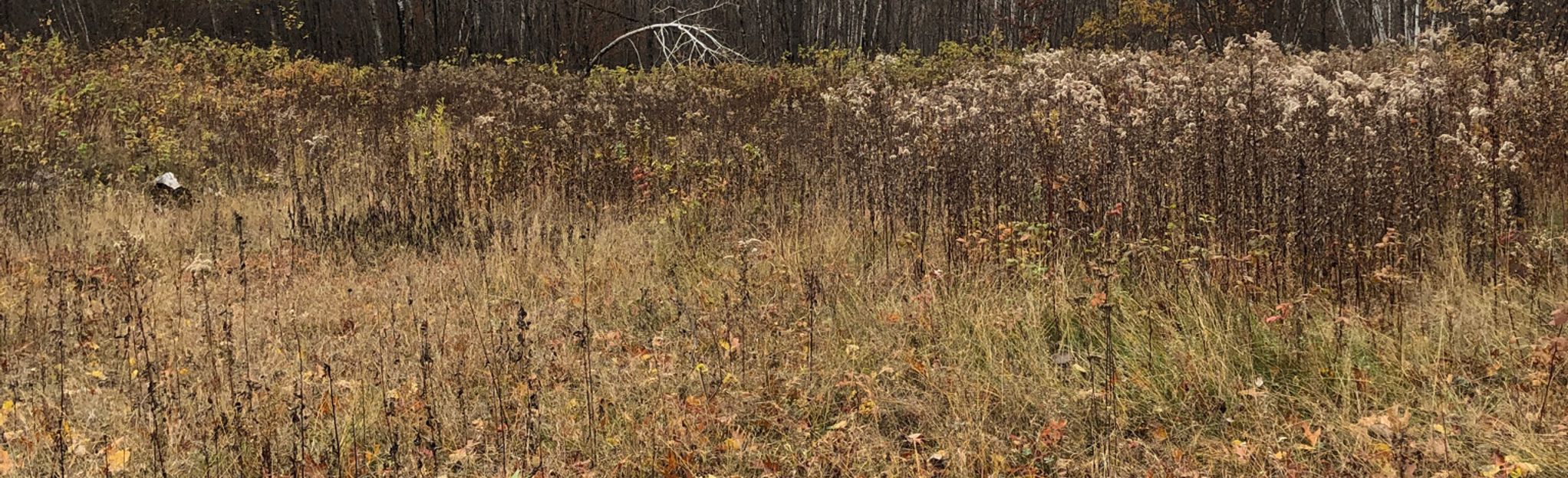 Pillsbury State Forest Lakes Trail Loop | Map, Guide - Minnesota ...