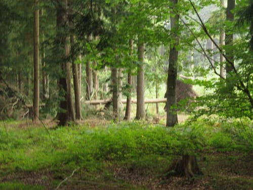 Runde um Fikensolterfeld