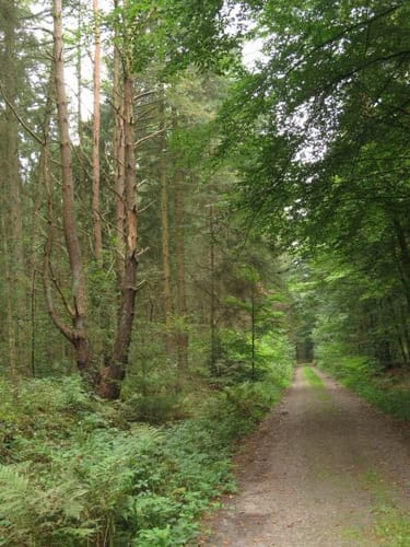 Runde um Fikensolterfeld