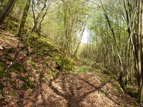 Bärenroute (Vitaltour)