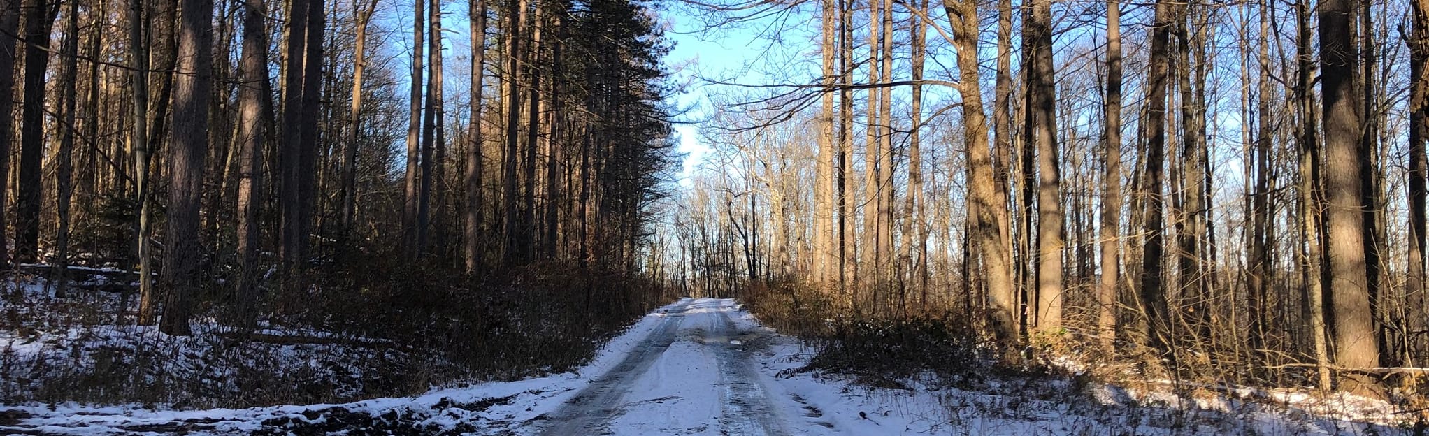 Randall Hill Loop Trail 35 Reviews, Map New York AllTrails