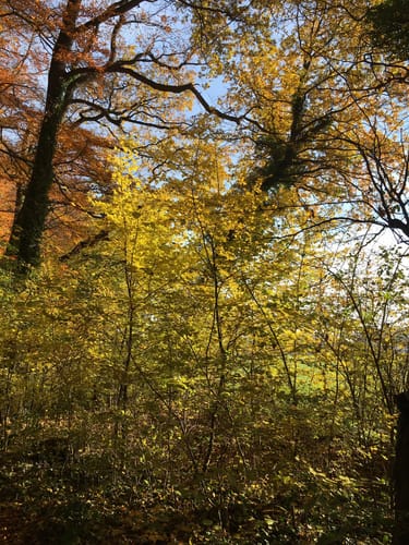 Naturschutzgebiet Lippeaue - Hamm