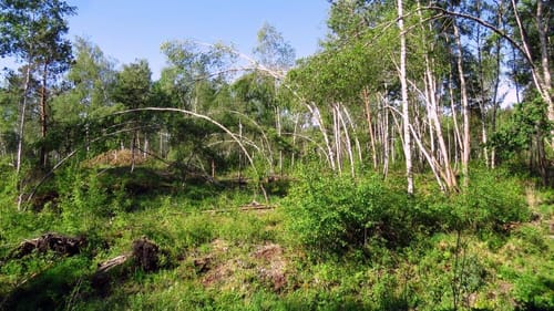 Durch den Tannwald ab Aulendorf