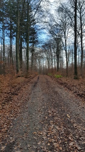 MTB: Heiligenberg Tour