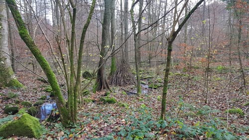 MTB: Heiligenberg Tour