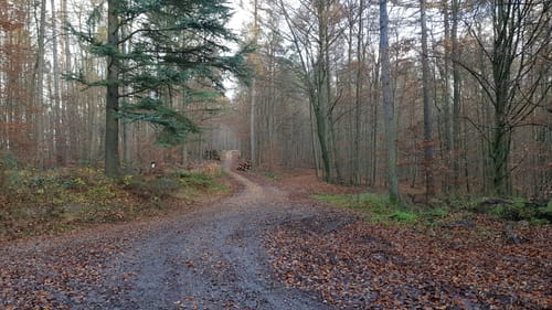 Waldhilsbach und Dilsberg Rundweg