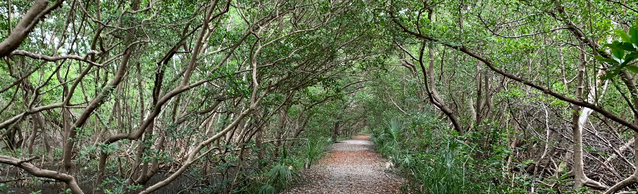 Weedon Island Lookout Point Trail, Florida 79 Reviews, Map AllTrails