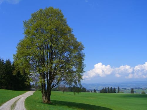 MTB-Arena-Allgäu Tour 12: Alte Salzstraße Rottachberg