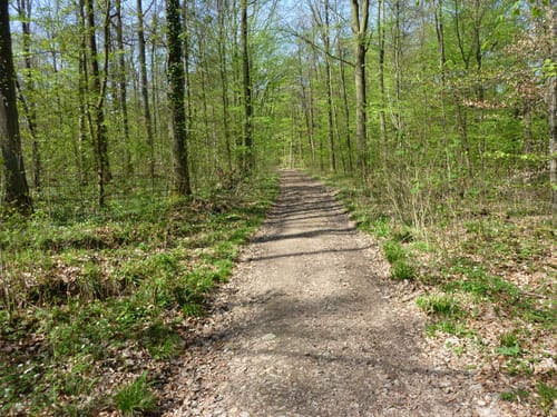 Rund um den Rotenackerwald
