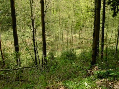 Untere Ölmühle - Bräunersberg - Prevorst