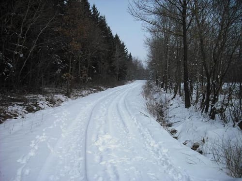 Der Hahn vom Berndorfer Wald