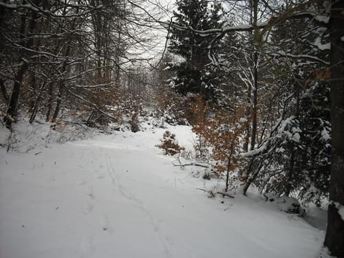 Der Hahn vom Berndorfer Wald