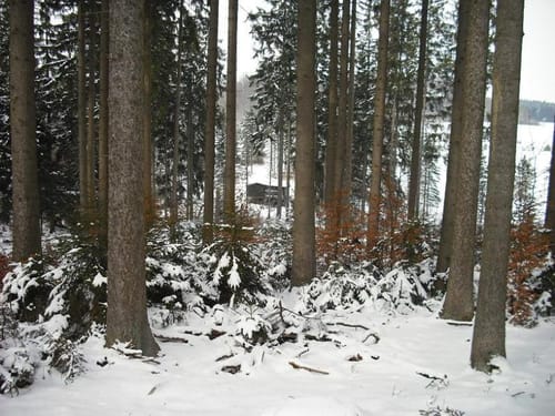 Der Hahn vom Berndorfer Wald