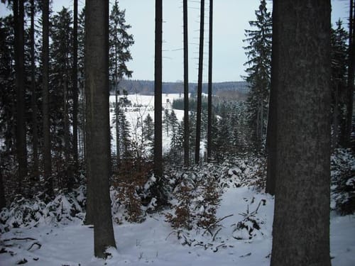 Der Hahn vom Berndorfer Wald
