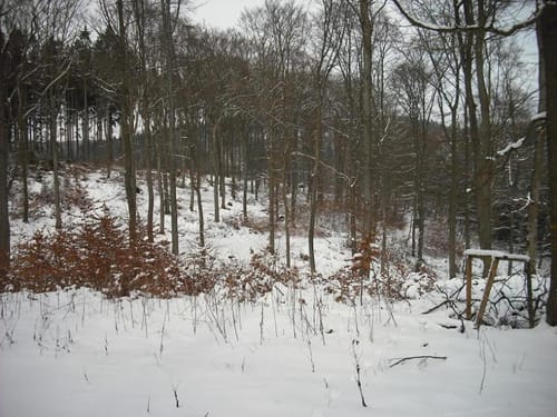 Der Hahn vom Berndorfer Wald