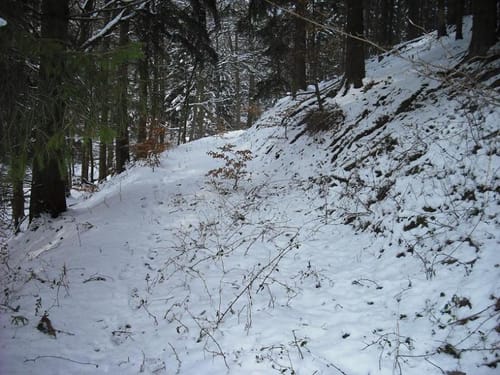 Der Hahn vom Berndorfer Wald