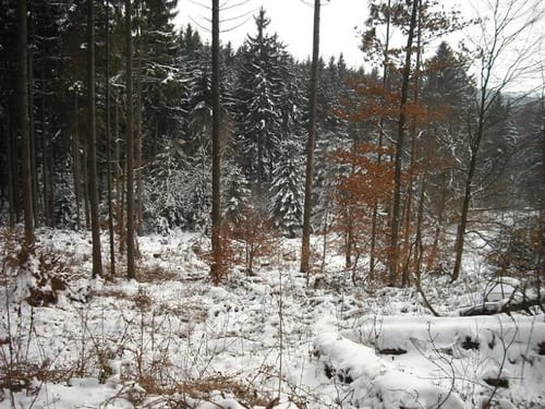 Der Hahn vom Berndorfer Wald