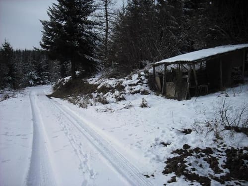 Der Hahn vom Berndorfer Wald