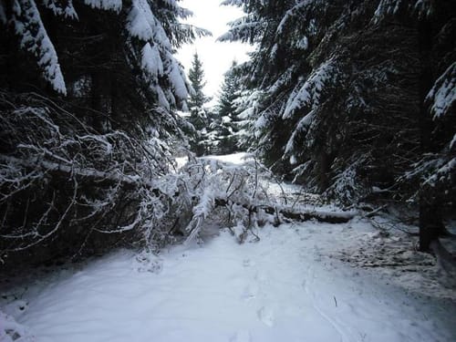 Der Hahn vom Berndorfer Wald