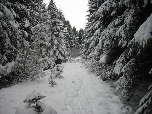 Der Hahn vom Berndorfer Wald