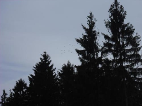 Der Hahn vom Berndorfer Wald