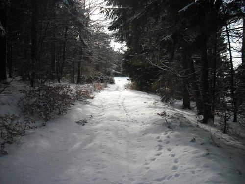 Runde bei Wiesbaum