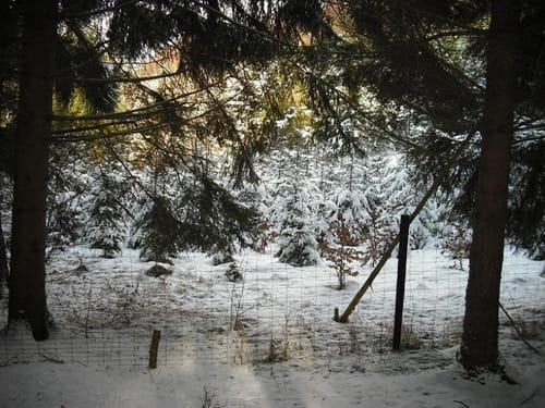 Runde bei Wiesbaum