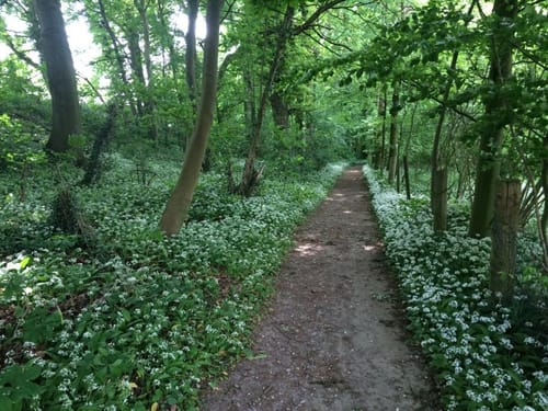 Billerbeck Rundweg B1