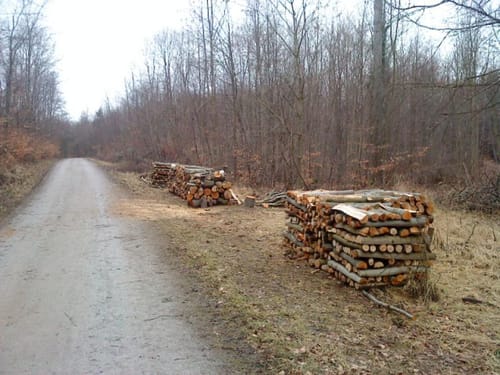 Leiterweg und Adlershorst