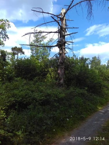Niedenstein N4 - Rundweg zur Weißenthalsmühle