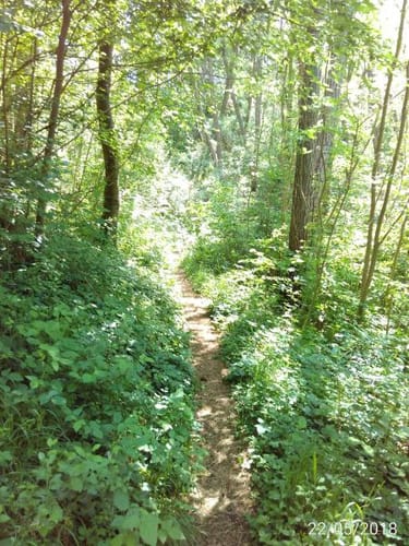 Rundwanderweg Wolfhagen Granerbergweg W3