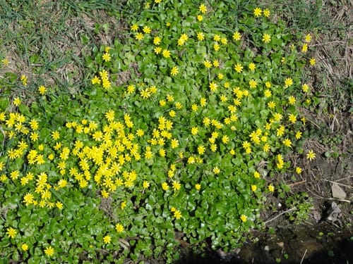 Farster Bauernschaft ab Tonkuhle Altwarmbüchen