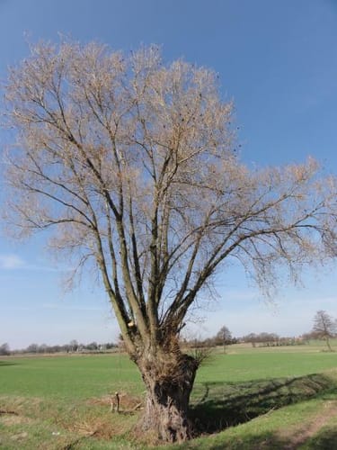 Farster Bauernschaft ab Tonkuhle Altwarmbüchen