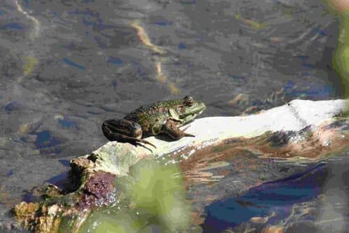 Von Erding zum Notzinger Weiher