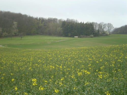 Dedenbach - Schauinsland