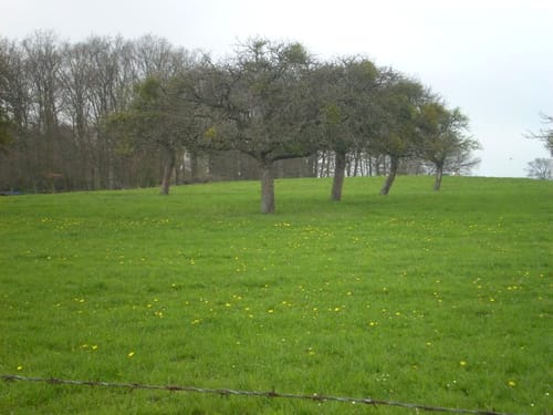 Dedenbach - Schauinsland