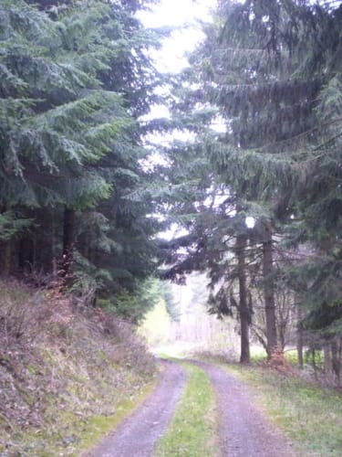 Dedenbach - Schauinsland