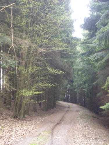 Dedenbach - Schauinsland