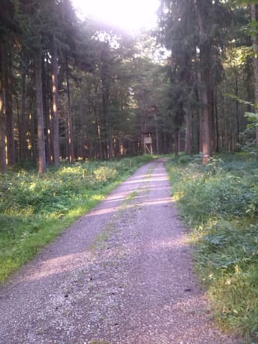 Durch den Wald bei Eichen