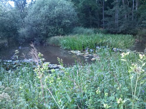 Durch den Wald bei Eichen